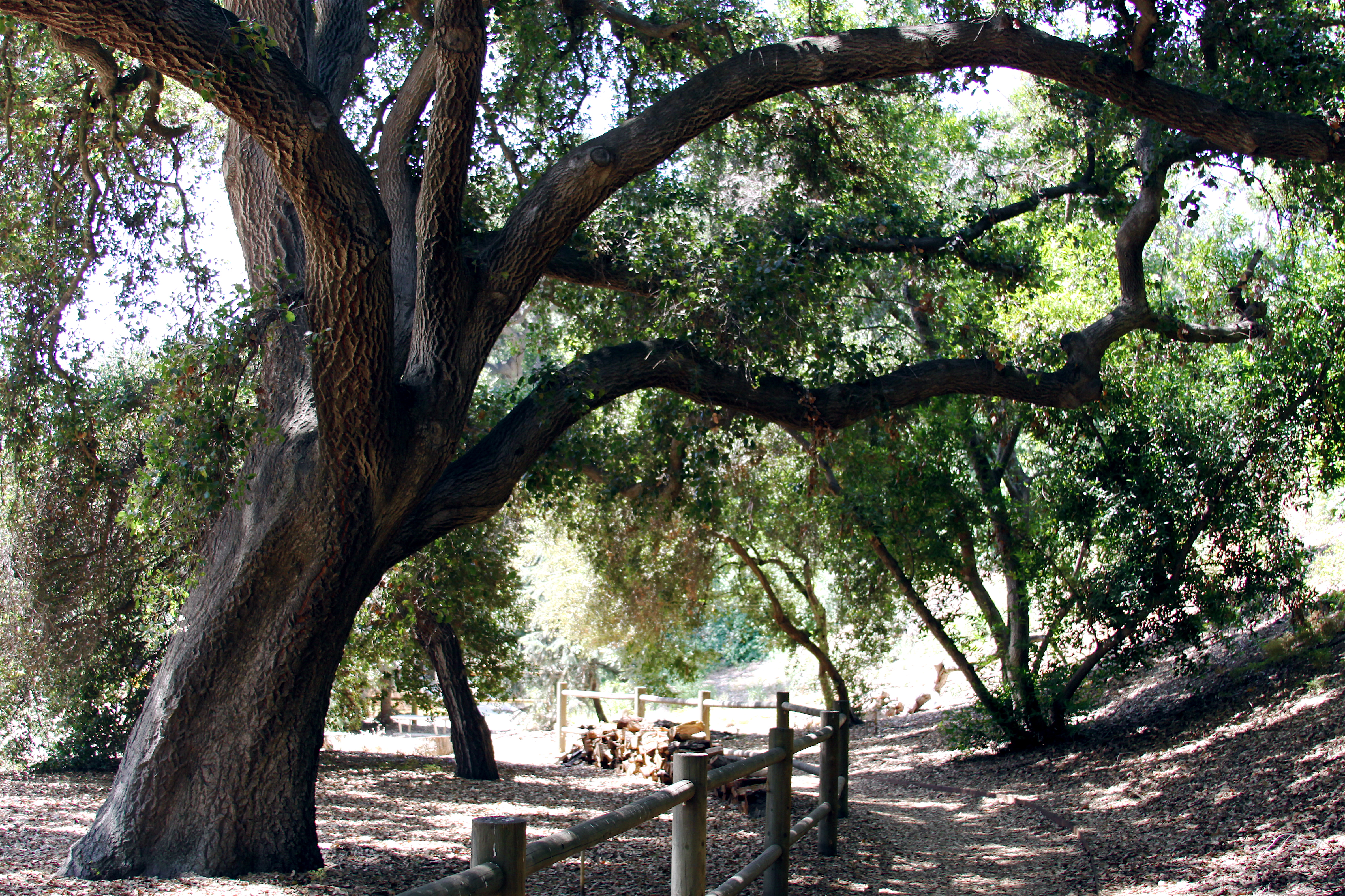 Rancho Santa Ana Botanic Garden Photographyfree4all S Blog